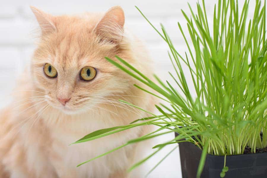 Jede Katze sollte Katzengras angeboten bekommen, hier eine Britisch Kurzhaarkatze (depositphotos.com)