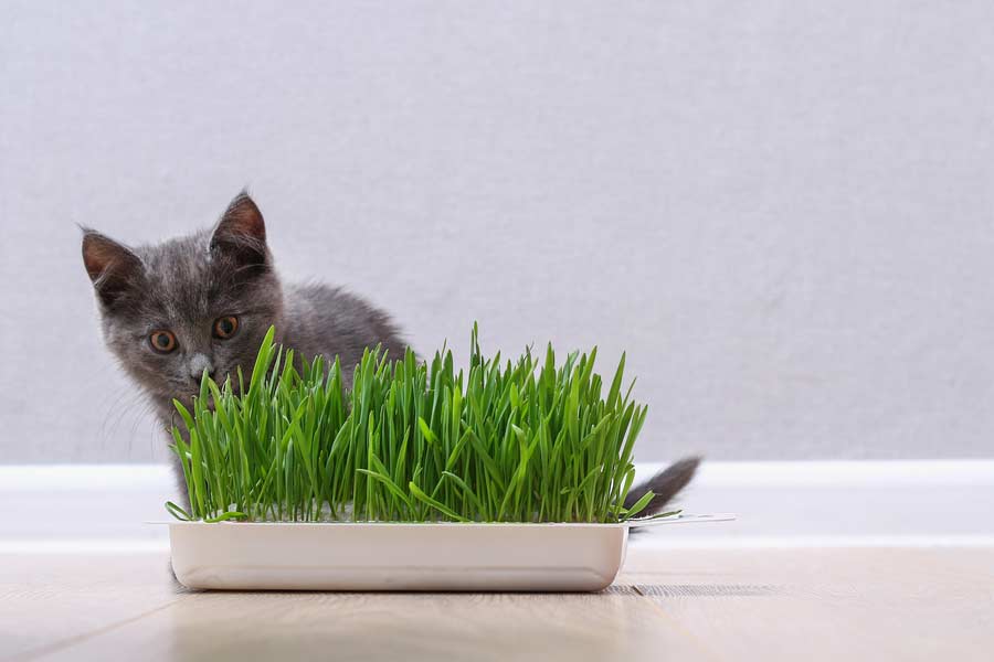 Katzengras kann man selber züchten (depositphotos.com)