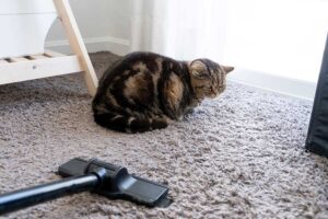 Mehr über den Artikel erfahren Katzen Staubsauger