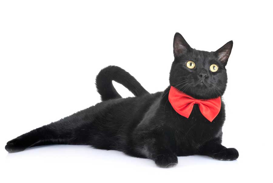 Katzenhalsband mit Fliege in Rot (depositphotos.com)