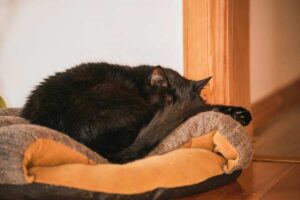 Mehr über den Artikel erfahren Katzenkissen Rund