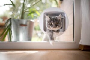 Mehr über den Artikel erfahren Katzenklappe Fenster