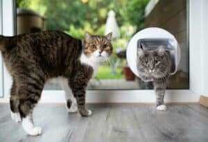 Read more about the article Katzenklappe