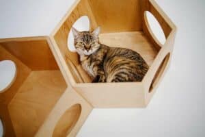 Read more about the article Kletterwand Katzen
