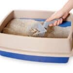 Wie reinigt man die Katzentoilette am besten?