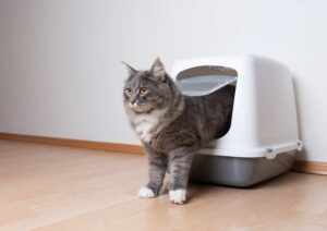 Mehr über den Artikel erfahren Katzentoilette XXL mit Deckel