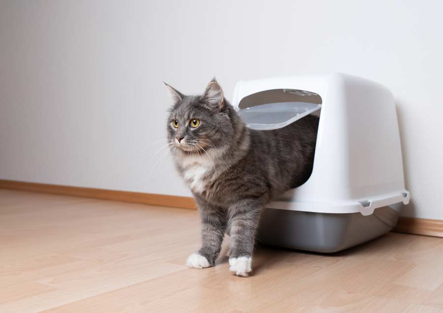 Du betrachtest gerade Katzentoilette XXL mit Deckel