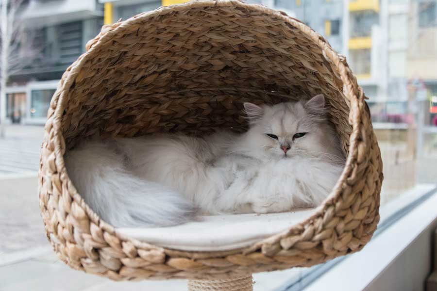 Chinchilla-Perserkatze im Katzenkorb aus Seegras (depositphotos.com)