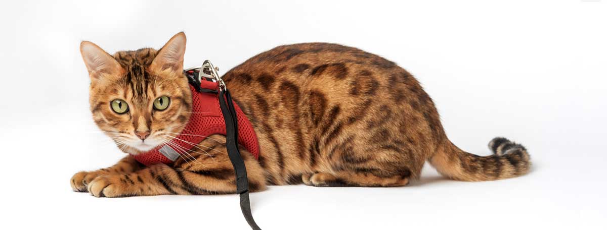 Katzenleine für Katzensicherheit (depositphotos.com)