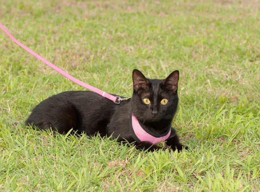 Katzenleine - Schwarze Katze an rosa Leine (depositphotos.com)