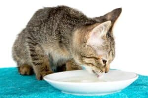 Read more about the article Katzen Milch