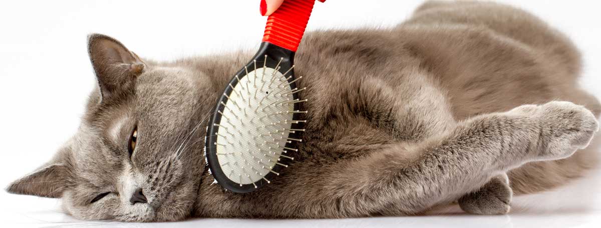 Katzenpflege (depositphotos.com)