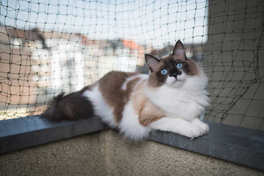 Katzenschutz für den Balkon (depositphotos.com)