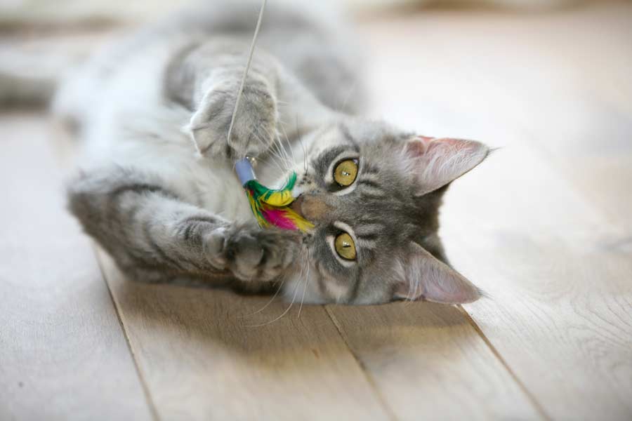 Katzenspielzeug gegen Langeweile (depositphotos.com)