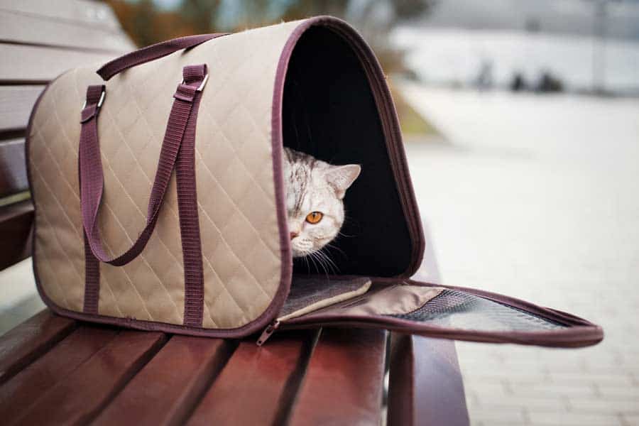 Katze in Katzentasche auf Reisen (depositphotos.com)