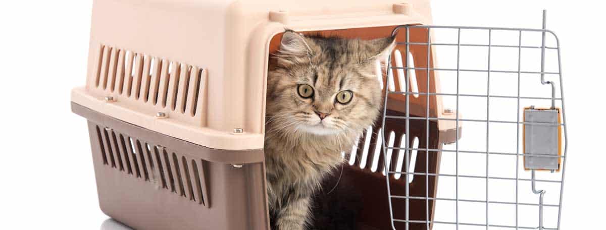 Katzentransport (depositphotos.com)