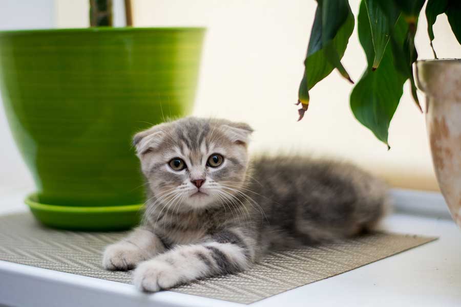 Kleine Faltohr-Katze (depositphotos.com) Kleine Faltohr-Katze (depositphotos.com)