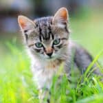 Ab wann Katzen Freigang geben? Was Sie vorher wissen sollten