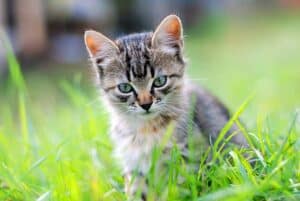 Mehr über den Artikel erfahren Ab wann Katzen Freigang geben? Was Sie vorher wissen sollten