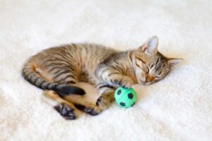 Mehr über den Artikel erfahren Katzenball