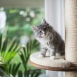 12 Wochen alte Katzen – was zeichnet sie aus – was brauchen sie