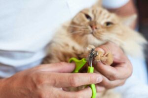 Mehr über den Artikel erfahren Katzenkrallen Schere