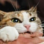 Was ist ein Katzen Liebesbiss und wie reagiert man am besten darauf?