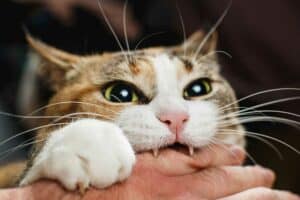 Read more about the article Was ist ein Katzen Liebesbiss und wie reagiert man am besten darauf?