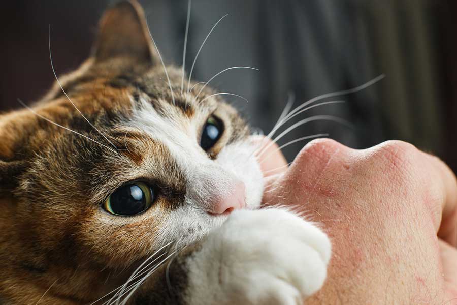 Ein zärtlicher Liebesbiss einer Katze (depositphotos.com)
