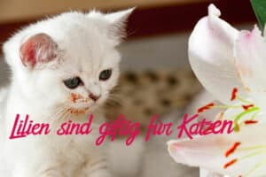 Read more about the article Sind Lilien giftig für Katzen?