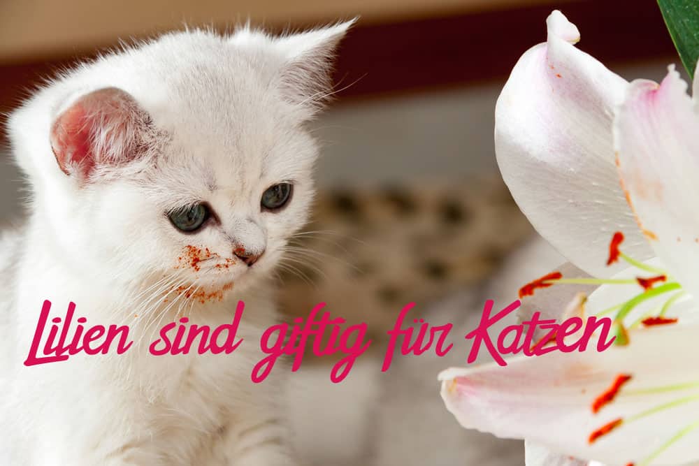 You are currently viewing Sind Lilien giftig für Katzen?