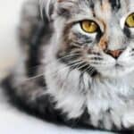 Welche Arten von Fell gibt es bei Katzen?