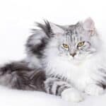 Die Maine Coon – eine große Katze mit einem angenehmen Wesen