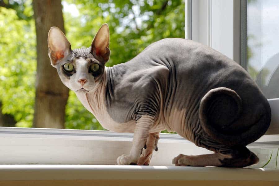 Nacktkatze Kanadische-Sphinx (depositphotos.com) Nacktkatze Kanadische-Sphinx (depositphotos.com)
