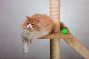 Mehr über den Artikel erfahren Stabiler Kratzbaum für große Katzen