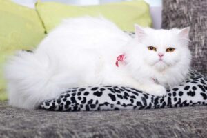 Mehr über den Artikel erfahren Katzendecke Sofa