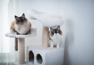 Mehr über den Artikel erfahren Katzenkratzbaum