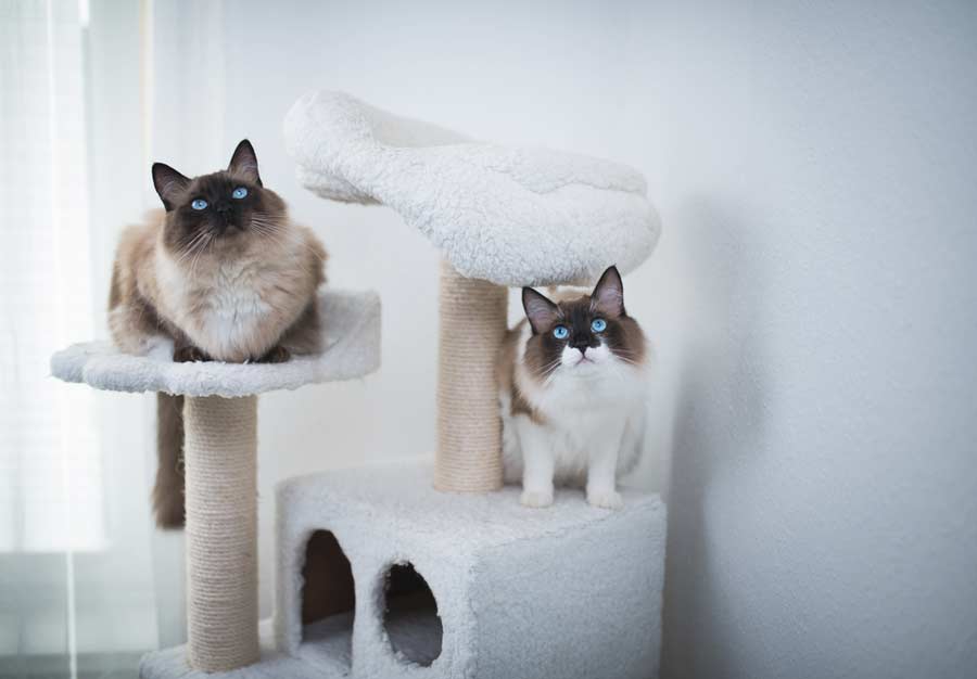 Zwei Radoll Katzen auf Katzenbaum (depositphotos.com)