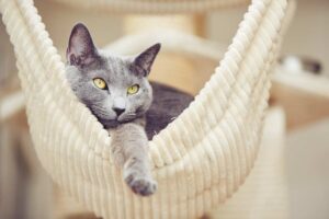 Mehr über den Artikel erfahren Hängematte für Katzen