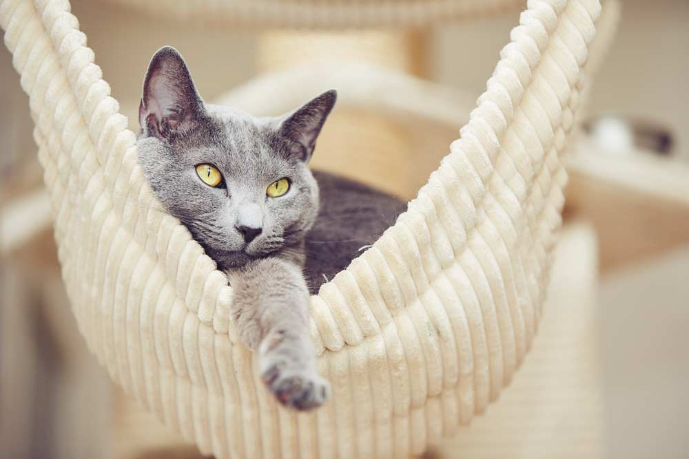 Du betrachtest gerade Hängematte für Katzen