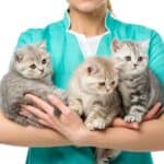 Sollten Sie eine Katze sterilisieren?