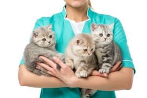 Read more about the article Sollten Sie eine Katze sterilisieren?