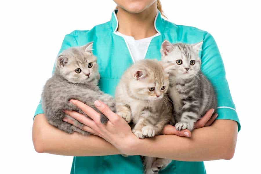 Tierarzt mit kleinen Katzen / Kitten (depositphotos.com)
