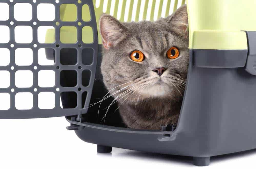 You are currently viewing Transportkisten für Katzen