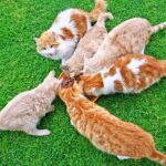 Sollte man einen Kater kastrieren?