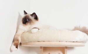 Mehr über den Artikel erfahren Katzen Wandbrett