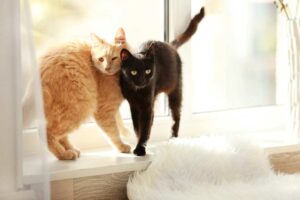 Mehr über den Artikel erfahren Fensterbankliege Katzen