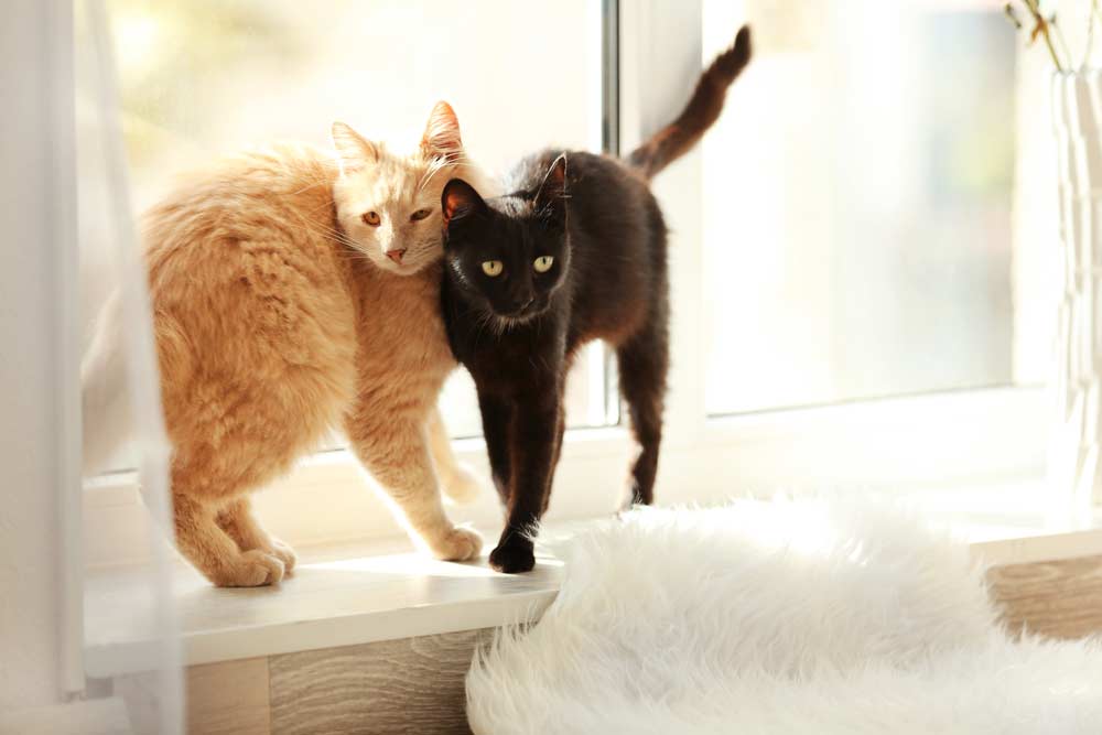 Du betrachtest gerade Fensterbankliege Katzen
