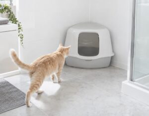 Mehr über den Artikel erfahren Ecktoilette Katze
