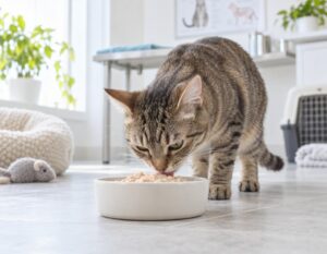 Mehr über den Artikel erfahren Gastro Futter für Katze